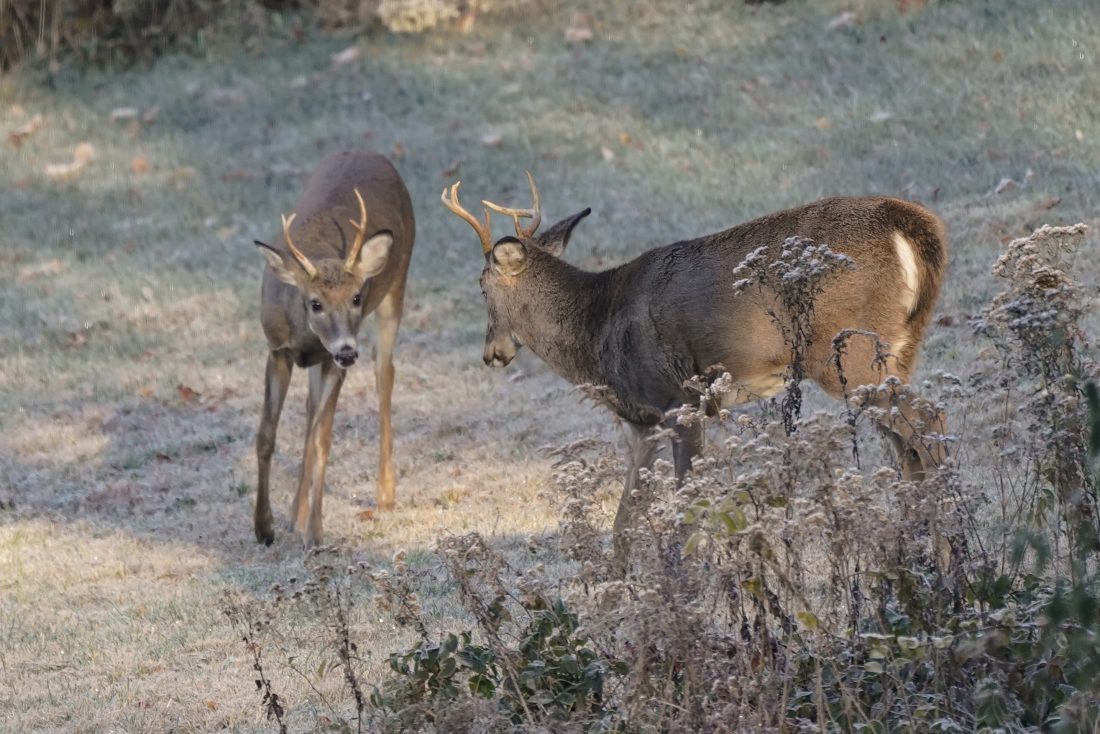 Pa. Game Commission reported harvest shows 13% decrease from year prior |  News, Sports, Jobs - Williamsport Sun-Gazette